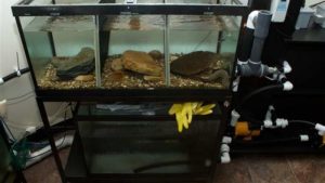 How to Choose an Aquarium Sump: Top Expert Buying Guide