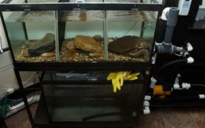 How to Choose an Aquarium Sump: Top Expert Buying Guide