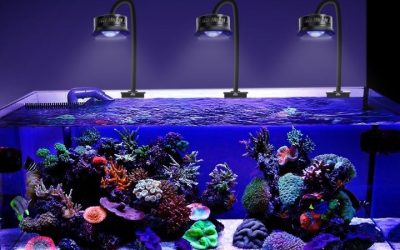 How to Choose Reef LED Light: Top Smart Guide for Real Tanks