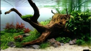 How to Prepare Driftwood for Aquarium: Expert Trusted Guide