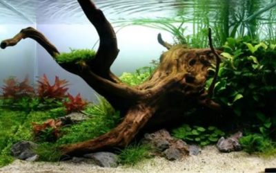 How to Prepare Driftwood for Aquarium: Expert Trusted Guide