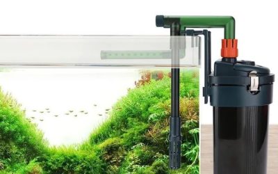 How to Prime a Canister Filter Correctly: Best Proven Way