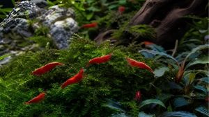 Best Plants for Shrimp Tank: Options Compared by Numbers
