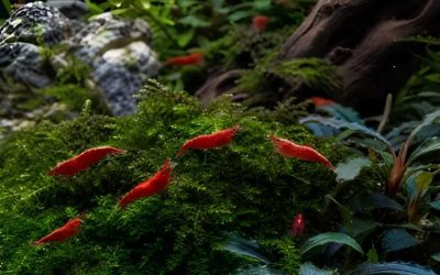 Best Plants for Shrimp Tank: Options Compared by Numbers