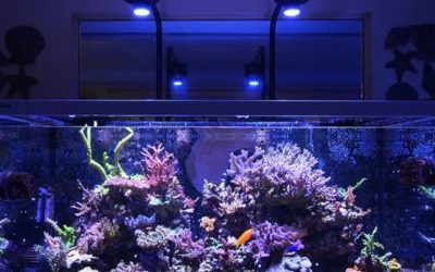 Kessil A360XE vs A500X Which Reef Light: Expert Top Pick