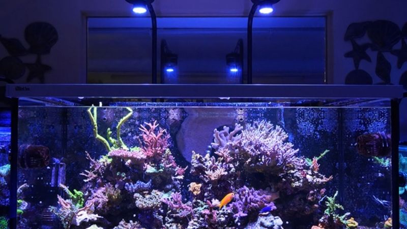 How to Choose Saltwater & Reef Gear