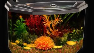 Koller Products vs Marineland Aquarium Kits: Tested Guide