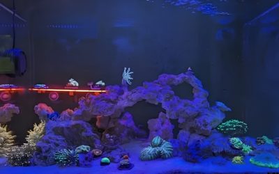 Landen EzCube 60P AIO Reef Kit Review Worth It: Best Compared