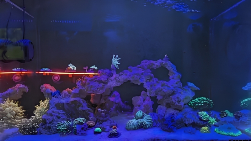 landen ezcube 60p aio reef kit review worth it
