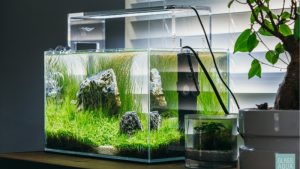 Landen vs Fzone Rimless Aquariums Compared: Best Compared