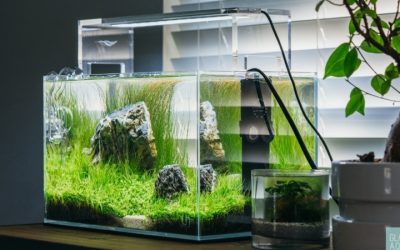 Landen vs Fzone Rimless Aquariums Compared: Best Compared