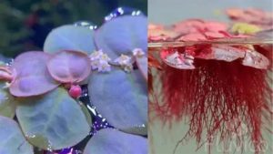 Red Root Floater Care: Light, Flow and Getting Red Leaves