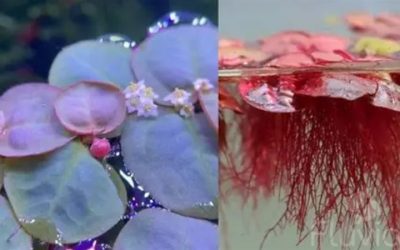 Red Root Floater Care: Light, Flow and Getting Red Leaves