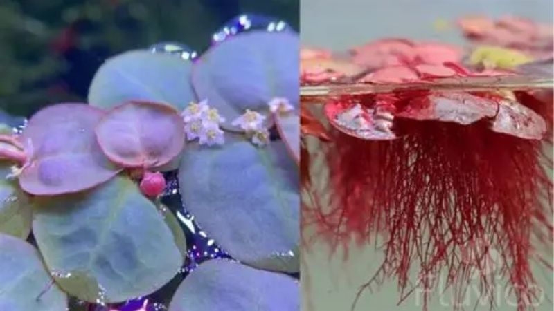 Life at the Surface and What It Demands