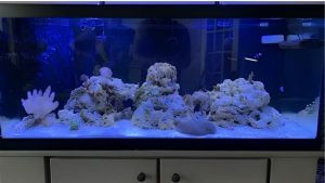 Best Budget Alternative to Kessil Reef Lights: Top Picks