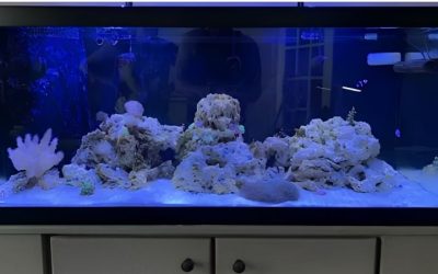Best Budget Alternative to Kessil Reef Lights: Top Picks