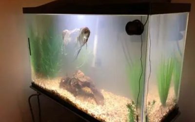 New Tank Syndrome Symptoms: Causes and How to Fix It Fast