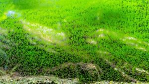How to Get Rid of Algae in Fish Tank Water, Step by Step