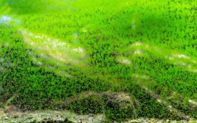 How to Get Rid of Algae in Fish Tank Water, Step by Step