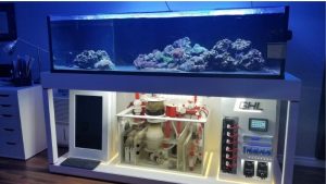 Can You Change Too Much Aquarium Water: Limits and Risks