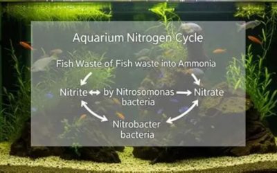 How Long Does an Aquarium Cycle Take: Timeline and Delays