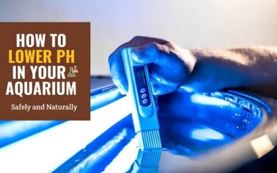 How to Lower Aquarium pH Safely: Methods That Actually Hold