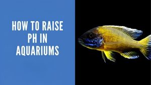 How to Raise Aquarium pH Safely: Fix the Buffer, Not the pH