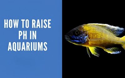 How to Raise Aquarium pH Safely: Fix the Buffer, Not the pH