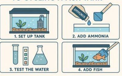 How to Cycle a New Fish Tank (Fast and Safe)