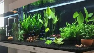 How Long to Wait Before Adding Fish: Timeline and Testing