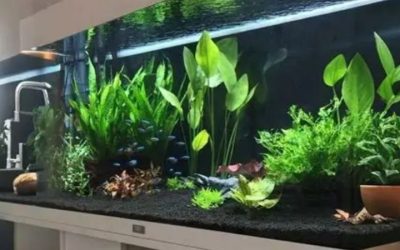 How Long to Wait Before Adding Fish: Timeline and Testing