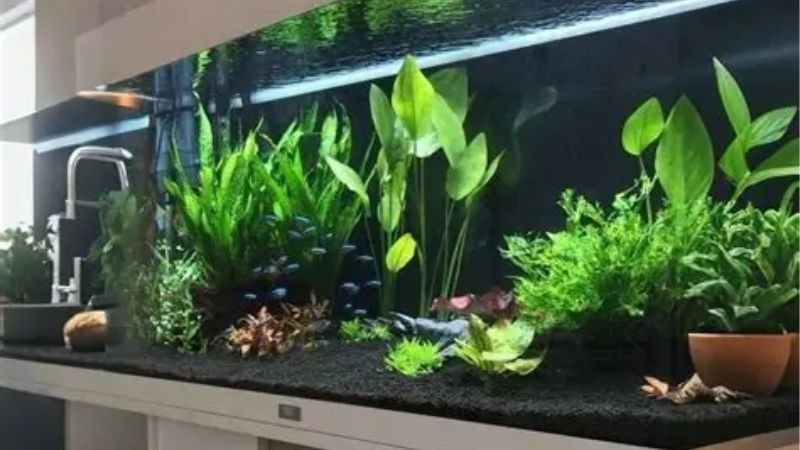 Measure First: How Long to Wait Before Adding Fish