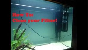 How Often to Clean Aquarium Filter: Full Schedule by Type