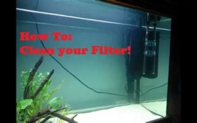 How Often to Clean Aquarium Filter: Full Schedule by Type