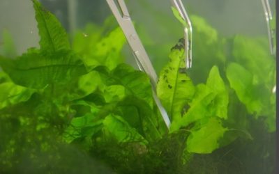 Why Are My Aquarium Plants Dying? Causes and How to Fix It