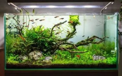 How to Set Up a Freshwater Aquarium Without Losing Fish