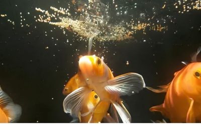 How Often to Feed Goldfish: A Step by Step Feeding Plan