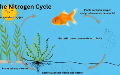 How to Cycle a Saltwater Aquarium: A Step by Step Method