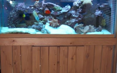 Metal vs Wood Aquarium Stand Pros and Cons: Top Expert Guide