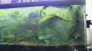 Blue Green Algae Aquarium Treatment: Flow, Blackout, Speed