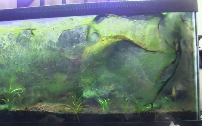 Blue Green Algae Aquarium Treatment: Flow, Blackout, Speed