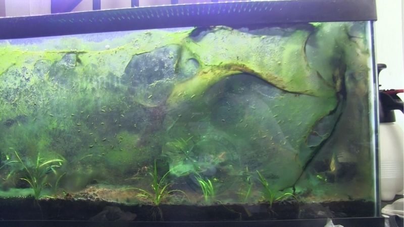 Not Algae at All, and Why That Matters