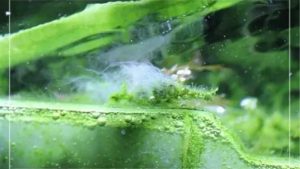 Hair Algae in Aquarium Tanks: Why It Grows and What Works