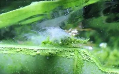 Hair Algae in Aquarium Tanks: Why It Grows and What Works