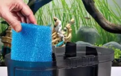 OASE BioMaster 2 Thermo vs Fluval FX6: Best Compared Guide