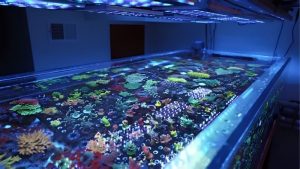 Best Orphek Reef LED for SPS Corals: How to Pick by Tank
