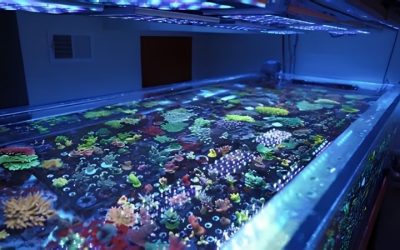 Best Orphek Reef LED for SPS Corals: How to Pick by Tank