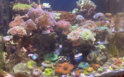 AI Prime 16 HD vs Kessil A80 Nano Reef Light Comparison