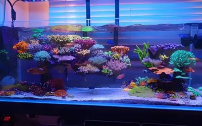 Best Reef Tank Light: Compared by PAR, Spectrum and Cost