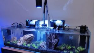 Best Aquarium Light for Planted Tank: PAR, Depth and Cost